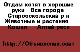 Отдам котят в хорошие руки - Все города, Старооскольский р-н Животные и растения » Кошки   . Алтай респ.